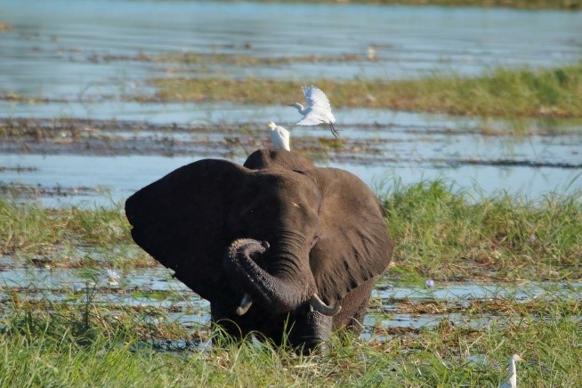 Namibia Elefant2
