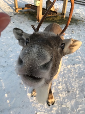 Finnland-Lappland-Rentier-Horst_Born