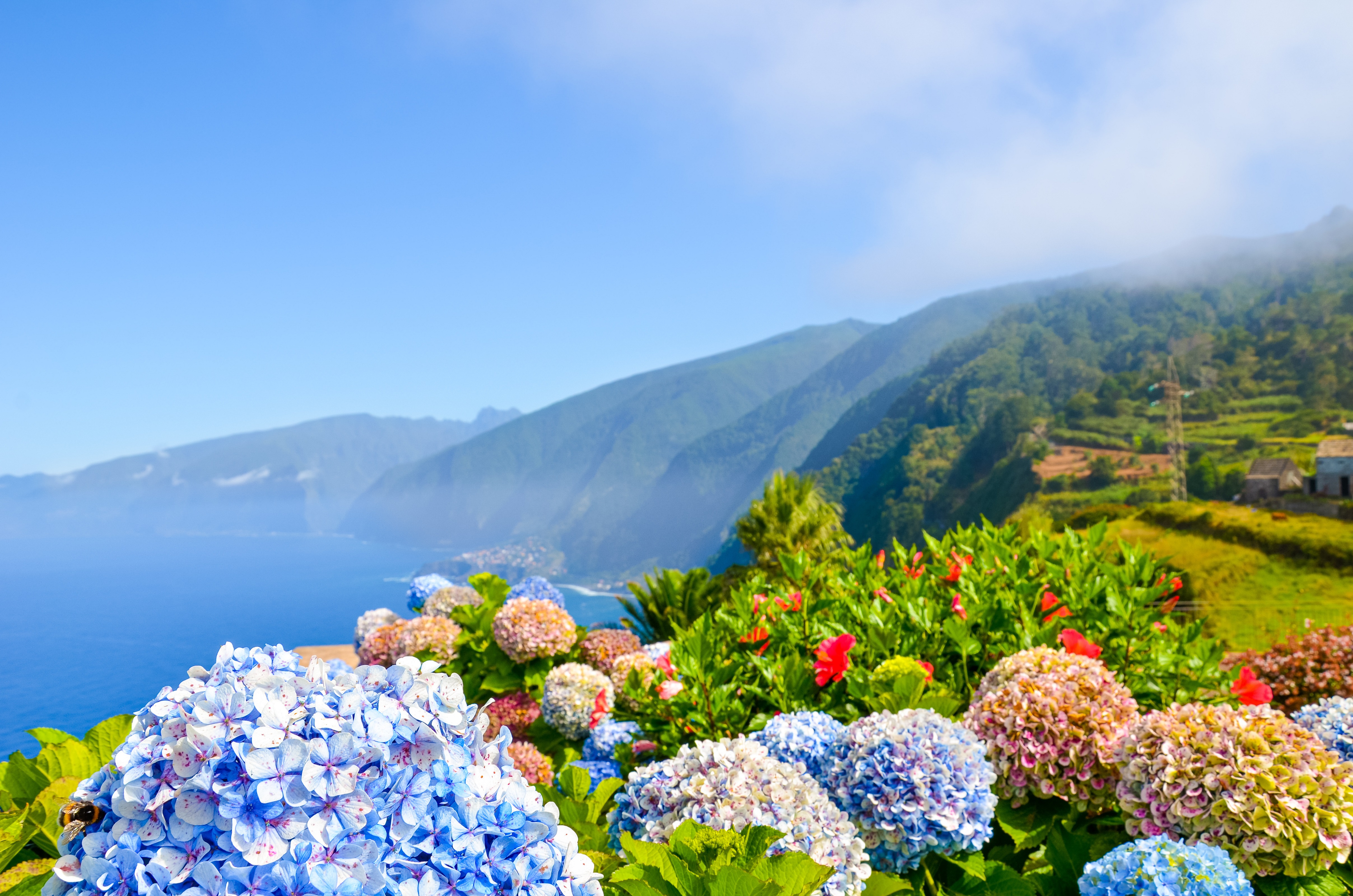 AdobeStock_349360334-Madeira-Blumeninsel