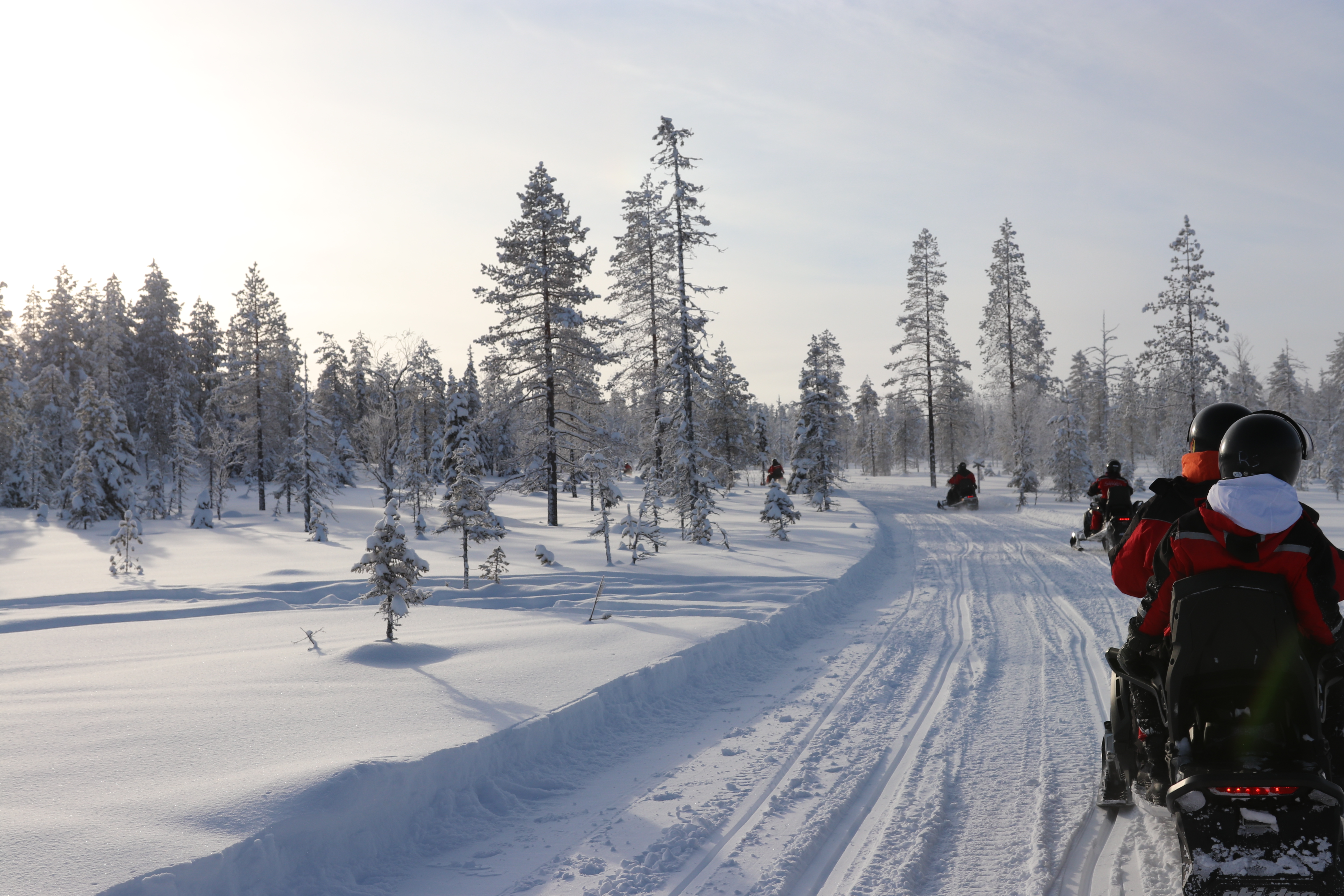 Finnland-Ruka-husky-dogs-front-ruka-kuusamo