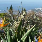 Funchal Schiff