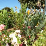 Madeira Blumen