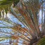 Palme