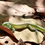 Echse, Salamander, Kolumbien