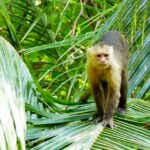 Affe, Blatt, Grün, Palme