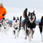 Finnland Lappland Husky MG 9721 VisitFinland Com.tif 10.02.2026 16 12 23 Finnland Lappland Husky MG 9721 VisitFinland Com.tif 10.02.2026 16 12 23