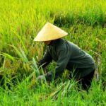 VieReisfeld 09 Ibr VieReisfeld 09 Ibr