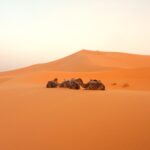 Camel Wüste Erg Chebbi